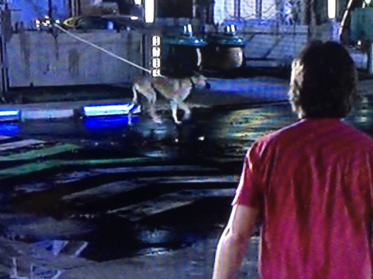 Dogs are pretty gutted automatic walkers don't exist