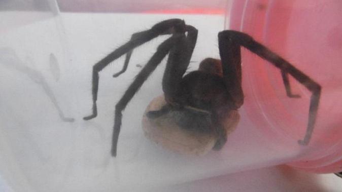 The spider in question (via Twitter)
