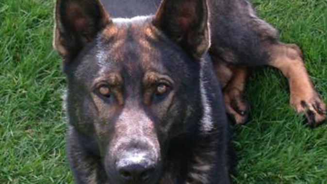 Thames the police dog (Supplied) 