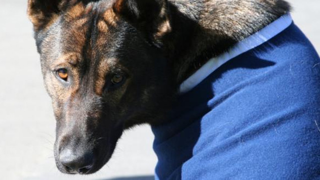 Senior Sergeant Mark Davidson: Thames found