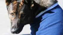 Senior Sergeant Mark Davidson: Thames found