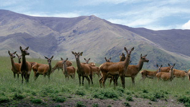 "Double win": Deer hunters turn a pest problem into food for those in need 