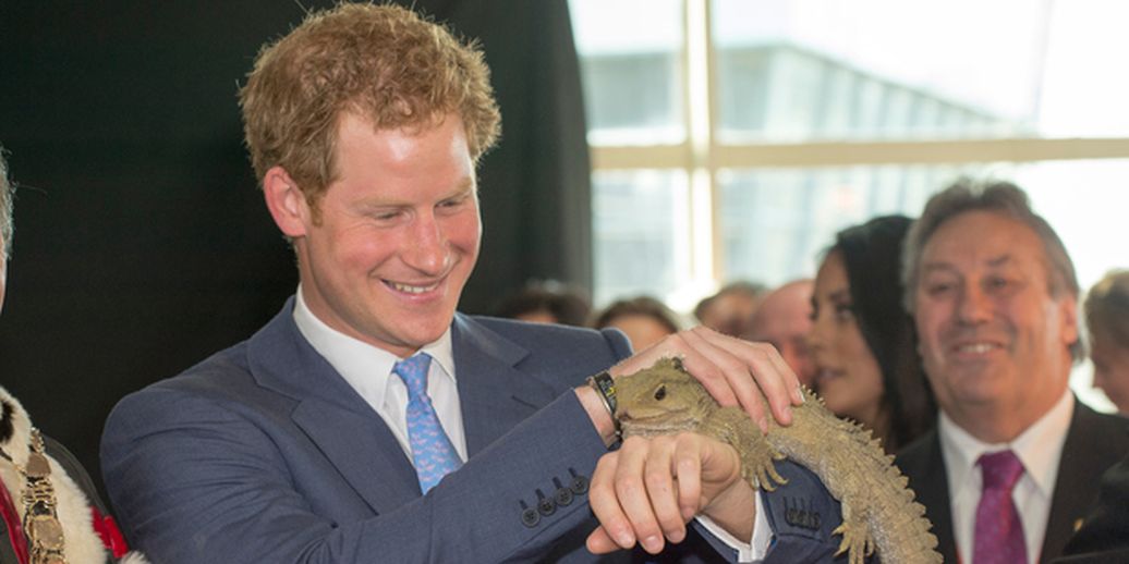 Prince Harry is welcomed by a 100 year old Tuatara lizard called Henry after landing in Invercargill on his way to Stewart Island. Photo / Getty Images