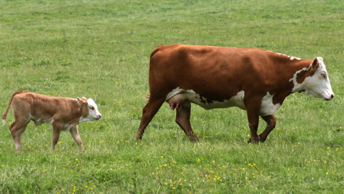 A spate of burglaries at farms in Southland has seen farmers eyeing security measures.