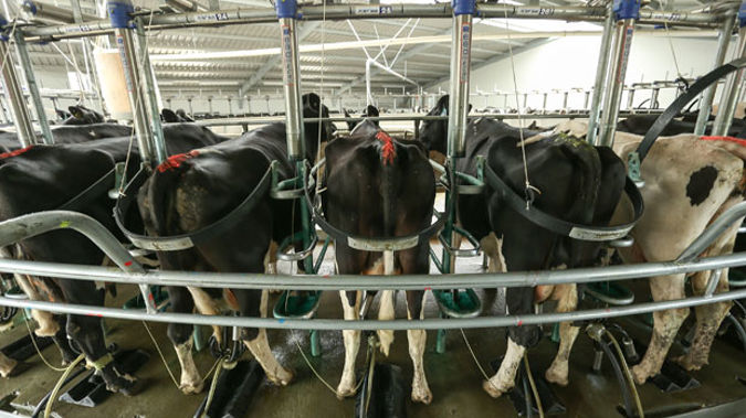 Fonterra is expected to make its new season forecast announcement any day now. (Getty Images)