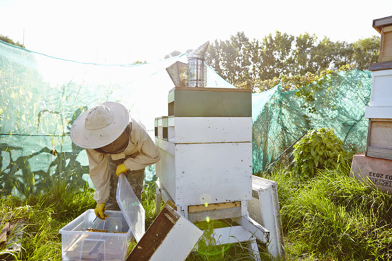 Almost $100,000 dollars worth of beehives have been stolen. (Getty Images)