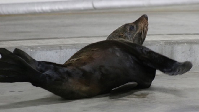 The Papakura seal on the loose (Daniel Hines) 