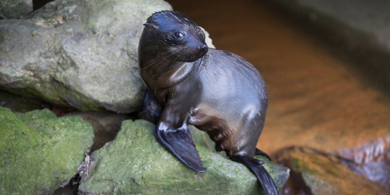 The seal was found on Ray Small Drive in a rocky area near the estuary. (NZ Herald)