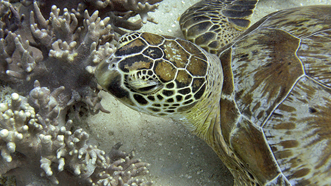 A turtle on the Great Barrier Reef (Getty Images)