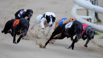  Greyhound Racing NZ CEO addresses calls to ban the sport