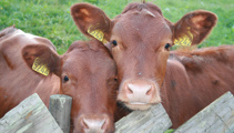 New supplement a lifesaver for farmers?