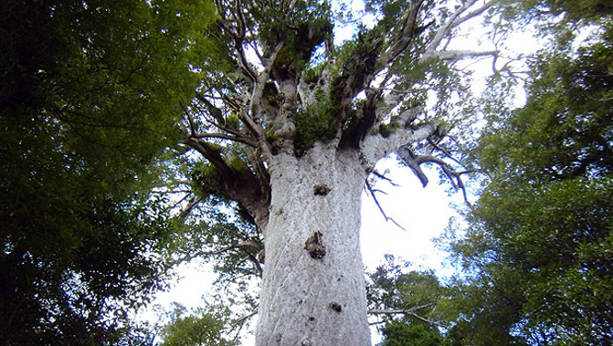 The greatest Kauri of all, Tane Mahuta in the Waipoua Forest. (Edward Swift)
