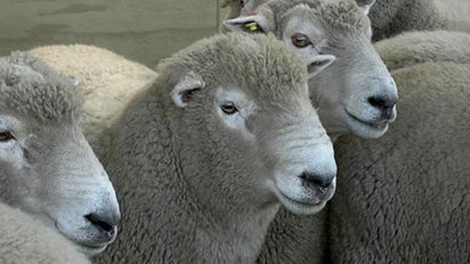 The junior official was likely left feeling sheepish after he talked us out of a trade deal (NZ Herald)