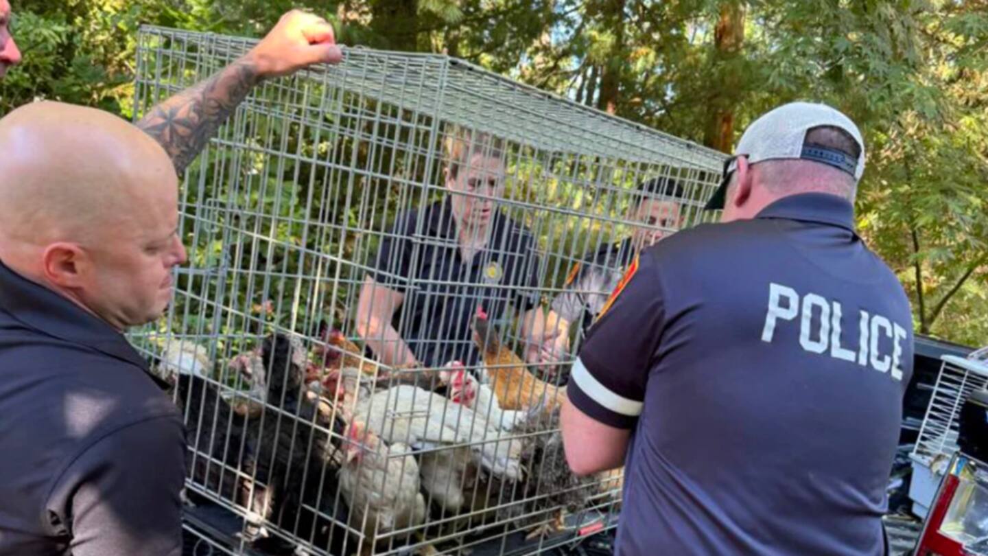 Police remove animals discovered in the home. Photo / Suffolk County District Attorney