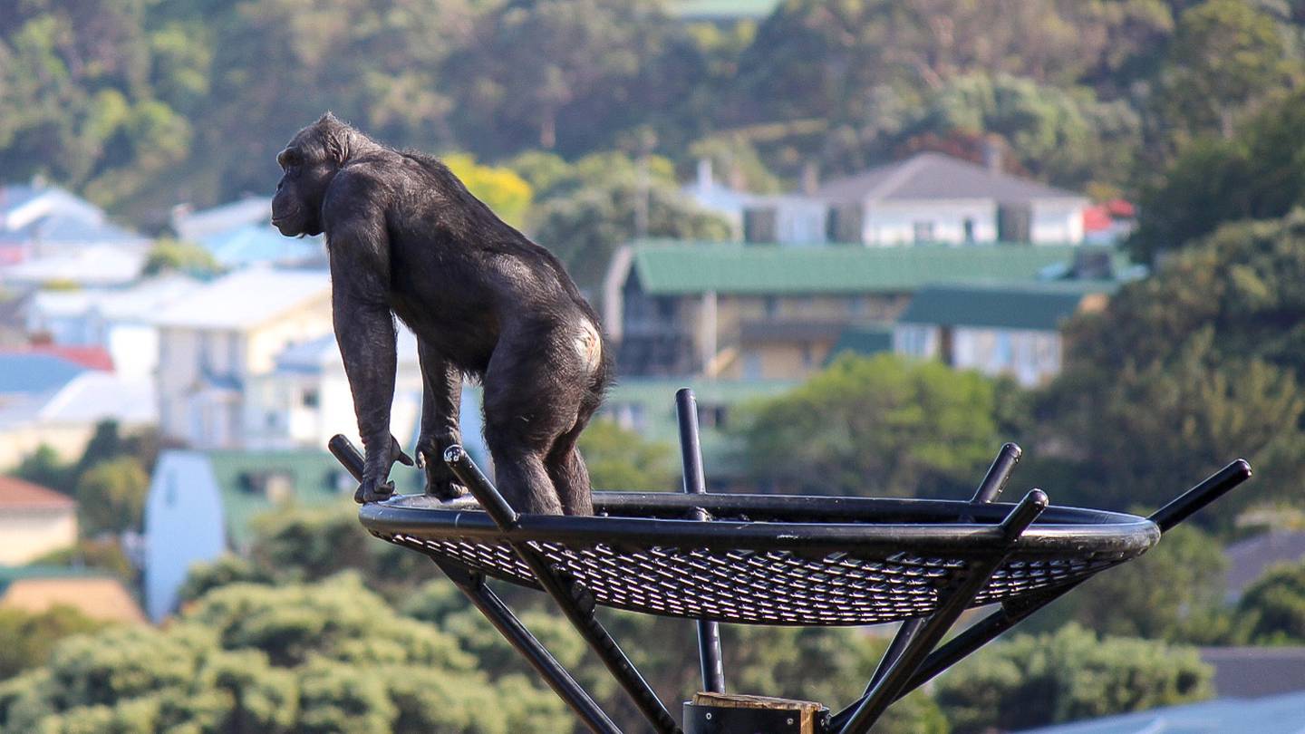 Marty is being mourned by the Wellington Zoo community. Photo / Wellington Zoo