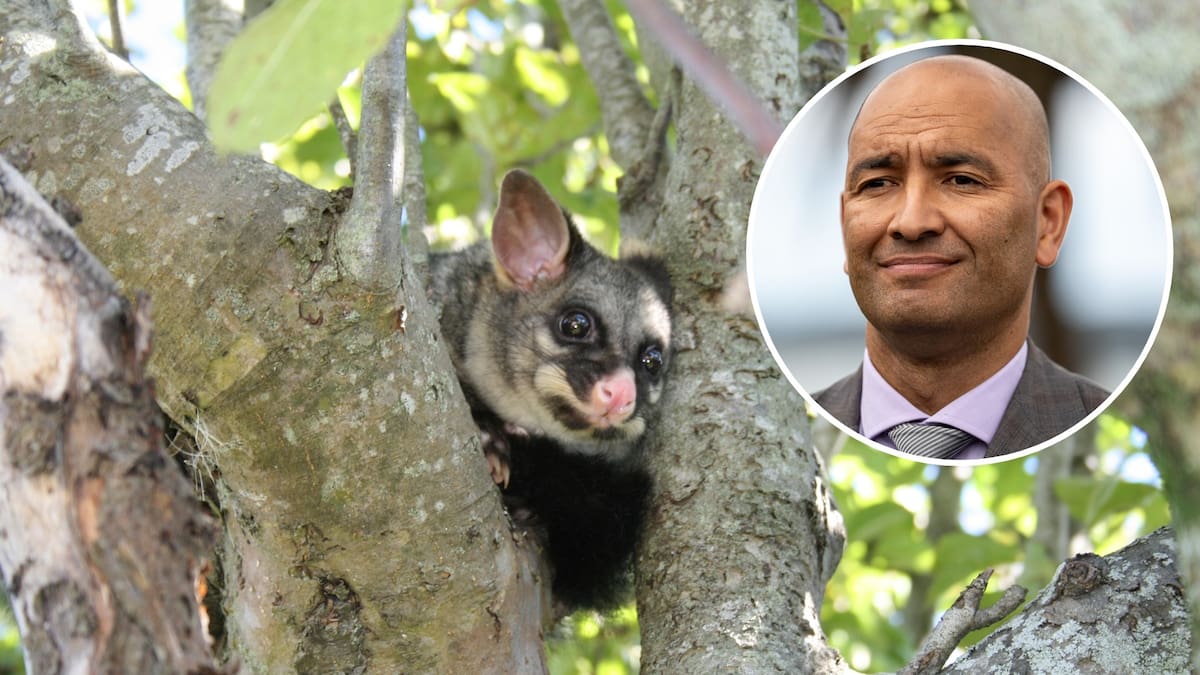 Govt announces $5.5m investment to make Wellington predator-free by 2050