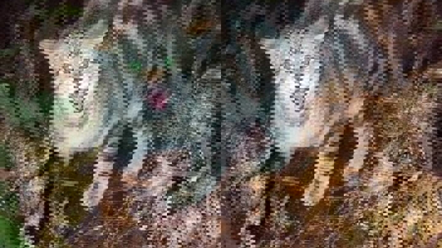 Cats kill estimated 100 million birds a year in New Zealand