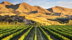 Wine Country in Waipara. Photo / Tourism New Zealand
