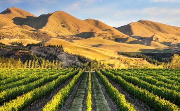 Wine Country in Waipara. Photo / Tourism New Zealand