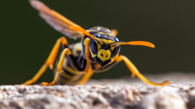 In 1952, the Rotorua Morning Post reported that wasps had spread to the South Island, reaching Nelson. Photo / 123rf