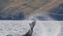 'Great surprise': Rare glimpse of humpback whale near Akaroa Harbour
