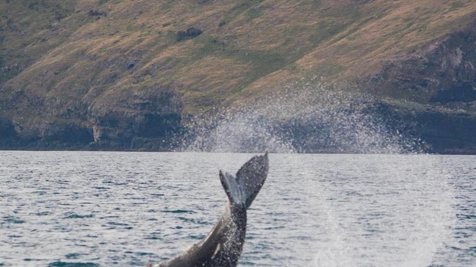 Lucky cruise passengers in Akaroa Harbour have caught a rare glimpse of a humpback whale in the area. (Photo / Supplied)