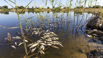 Fish die off amid severe drought in Europe