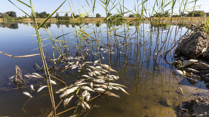Huge numbers of dead fish have washed up along the banks of the Oder River between Germany and Poland. Photo / AP]
