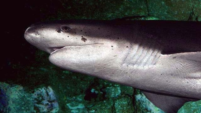 The culprit is believed to have been a sevengill shark, which are often spotted in the Oamaru Harbour area. Photo / D Ross Robertson, Wikimedia