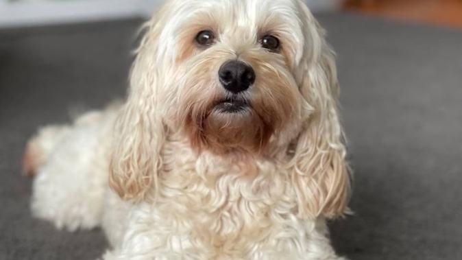 Marley was attacked by two dogs at Mitchell Park in Bellevue on Sunday and spent the night at an after-hours vet clinic.