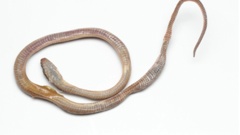 The juvenile Leptodeira ornate snake that was found at a Rangiora supermarket. (Photo / Supplied)
