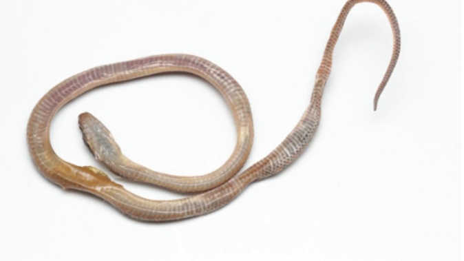 The juvenile Leptodeira ornate snake that was found at a Rangiora supermarket. (Photo / Supplied)