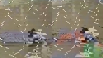 Watch: Selfie-seeking tourist attacked by croc after mistaking it for a statue