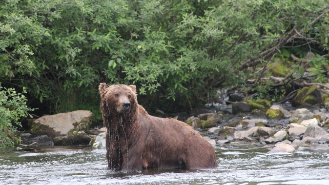 Bear territory: NZ share prices opened lower after another bad day on Wall Street. Photo / Carol Atkinson