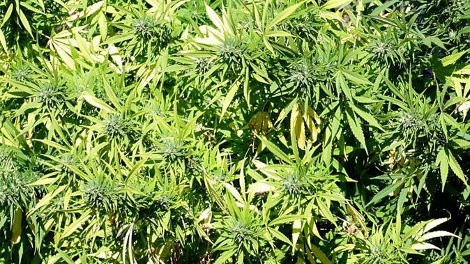 Four men charged over a large cannabis growing operation have appeared in Whangārei District Court