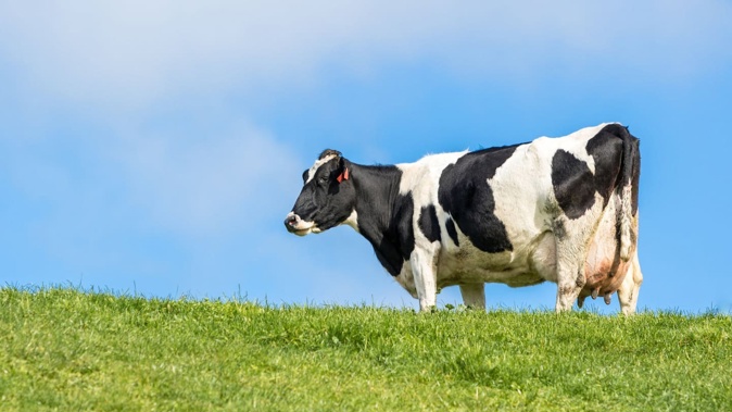 Two calving cows were euthanised after a farmhand impaled them with tractor forks while preparing to help them stand. Photo / NZME