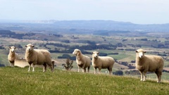 Sheepmeat export volumes rose by 3 per cent but the value was down 14 per cent to $3.7 billion.