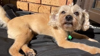 'Heartbroken': Beloved pet mauled by large pack of dogs