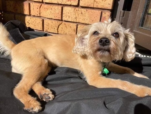 Barbara Wright's pet dog Kippa was a beloved family member and is sorely missed. Photo / Barbara Wright