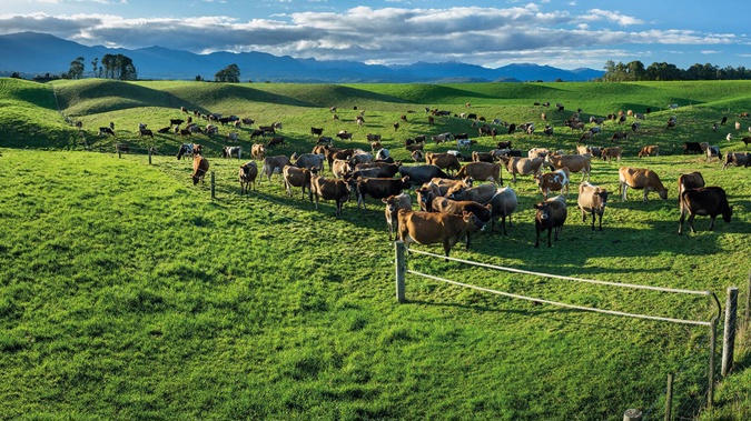 Dairy today poses less of a risk to NZ's financial system, the Reserve Bank says. Photo / Supplied