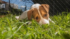 Puppies available for adoption through Tauranga SPCA. Photo / Mead Norton