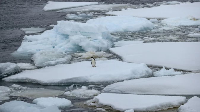 An Adélie penguin stands on melting ice in Antarctica on February 7, 2022.