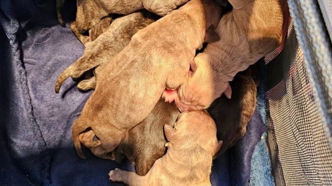 A rubbish truck driver found 10 puppies dumped in a shopping bag in the bag of her truck. Photo / Saving Hope Foundation