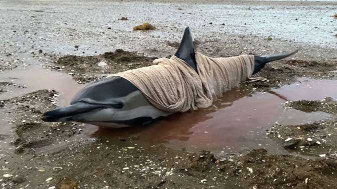 The first dolphin was refloated at Taurikura Bay in Whangārei Harbour on Friday, after being moved there from near Ocean Beach. Photo / Sam Colthurst