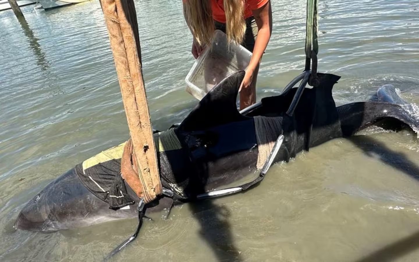 The bottlenose dolphin is winched on to a pontoon after leaping into a small boat in the Bay of Islands. Photo / DoC