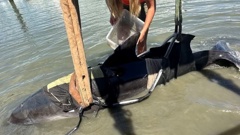 The bottlenose dolphin is winched on to a pontoon after leaping into a small boat in the Bay of Islands. Photo / DoC