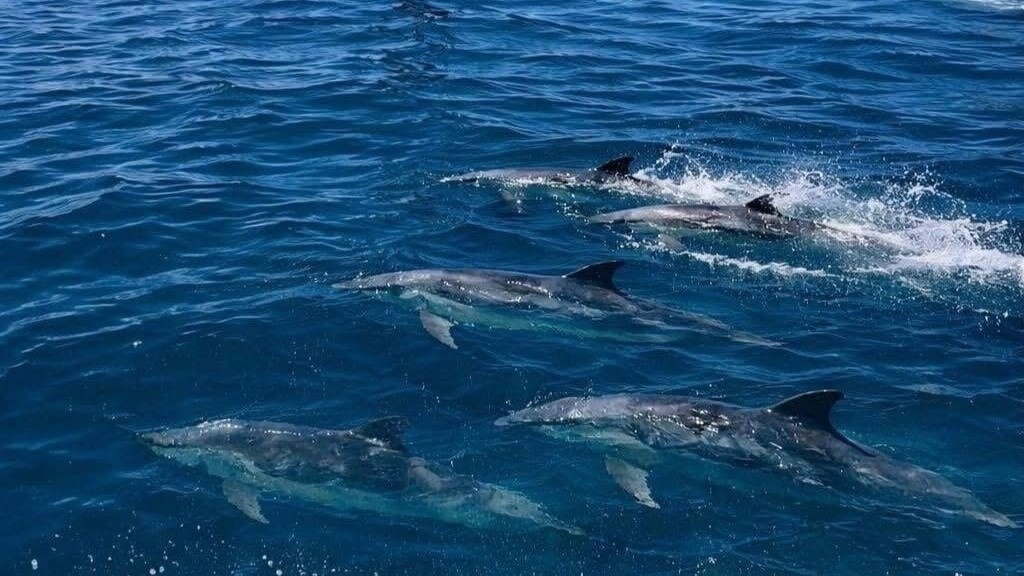 'A privilege': Pod of dolphins joins Hawke’s Bay man foiling through surf