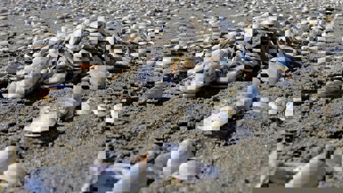 Kim Taia was diagnosed with paralytic shellfish poisoning (PSP) after eating pipi collected from Little Waihi Beach. Photo / File