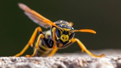 Swarming wasps forced a Rotorua woman to shut herself in her home. Photo / 123rf