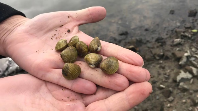 Freshwater gold clams were first found in a stretch of the Waikato River in May, 2023. Photo / MPI